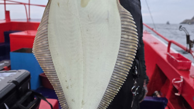 2025년 8월 9일 바다사랑호 다운샷 조황