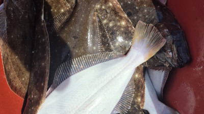 2025.08.27 바다사랑호 광어 다운샷 조황사진입니다.