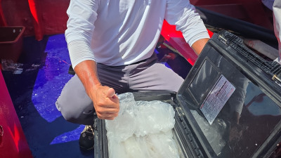 2025.08.22 바다사랑호 백조기 조황사진입니다.