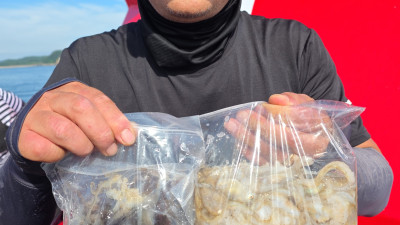 2025.09.03 수요일 바다사랑호 쭈꾸미 조황사진입니다.