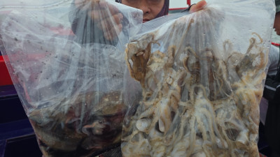 2025.09.19 바다사랑호 쭈꾸미 조황사진 입니다.