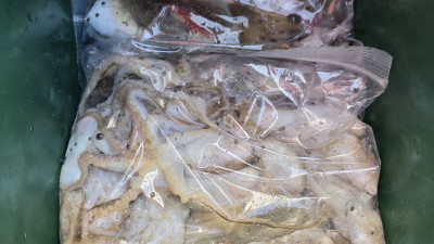 2025.09.30 쭈,갑오징어 조황 사진입니다.